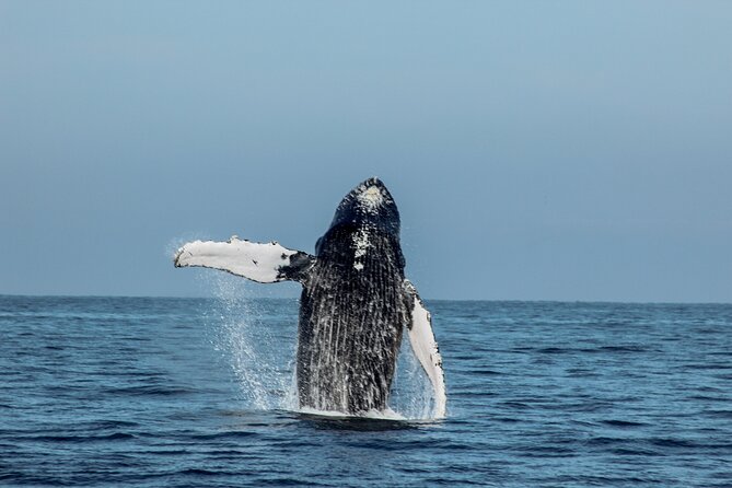 Sunsets and Whales Mega Yachts ALL INCLUSIVE: Puerto Vallarta - Who will enjoy this Puerto Vallarta cruise most