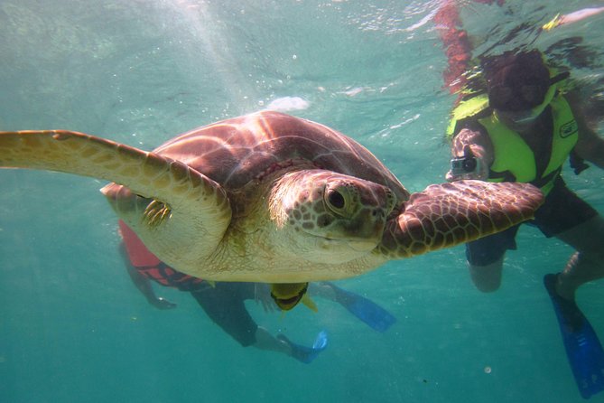 Swim with sea turtles - What the Akumal turtle swim is really like