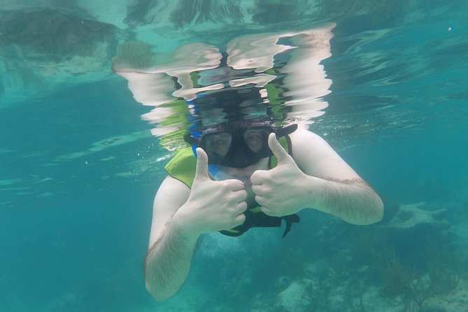 Swim with sea turtles - Marine life beyond the turtles