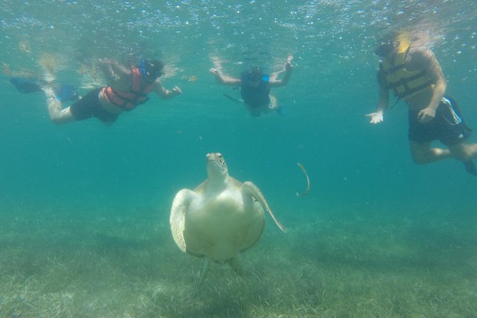 Swim with sea turtles - The $45 price and what it includes