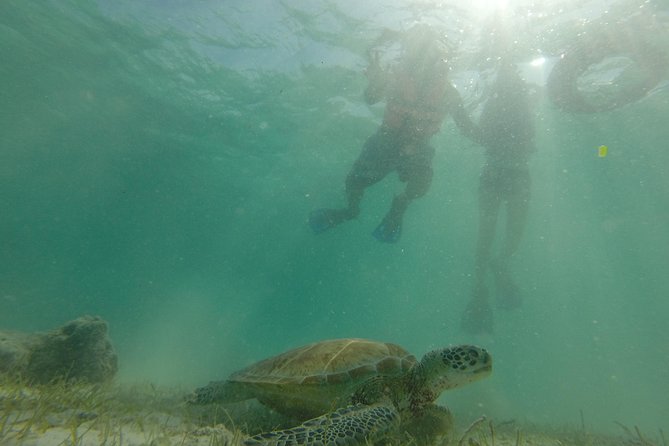 Swim with sea turtles - What to bring and what to leave behind
