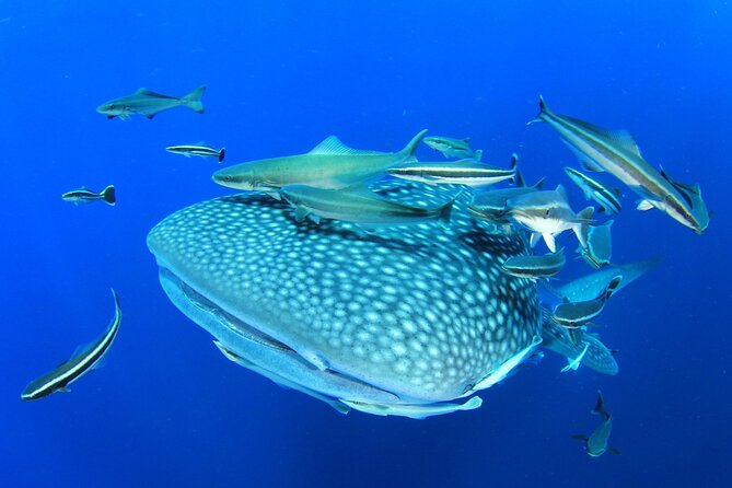 Swim with Whale Shark from Isla Mujeres and Cancun - Reaching the whale sharks from Isla Mujeres