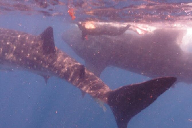 Swim with Whale Shark from Isla Mujeres and Cancun - Coral reef snorkeling on the return