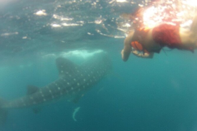 Swim with Whale Shark from Isla Mujeres and Cancun - Fresh ceviche at North Beach