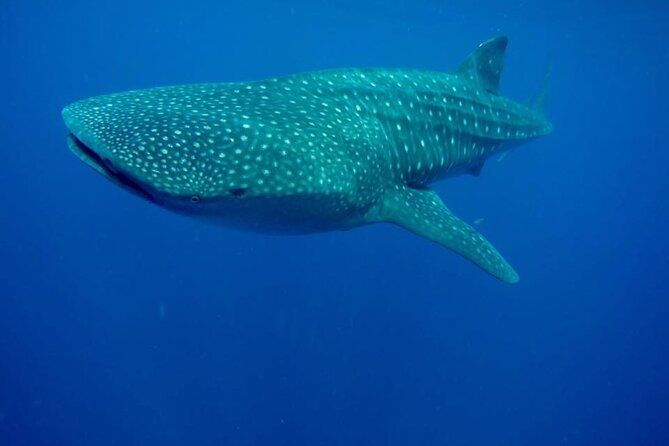 Swim with Whale Shark from Isla Mujeres and Cancun - Is $161.30 a good value?