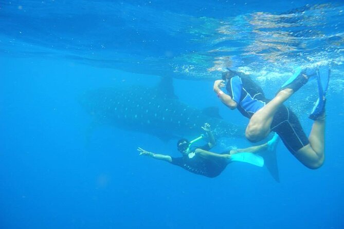 Swim with Whale Shark from Isla Mujeres and Cancun - Who will enjoy this trip most?