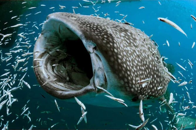 Swim with Whale Shark from Isla Mujeres and Cancun - Timing, cancellation, and small practical details