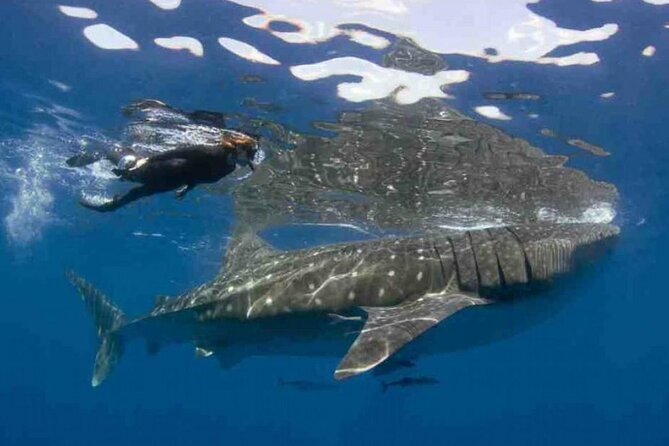 Swim with Whale Shark from Isla Mujeres and Cancun - The whale shark swim, two people at a time