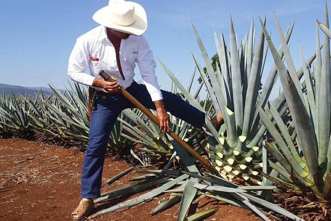 Tequila distillery experience, Jose Cuervo & Tequila Magic Town - Quick take: what makes this Tequila day trip worthwhile
