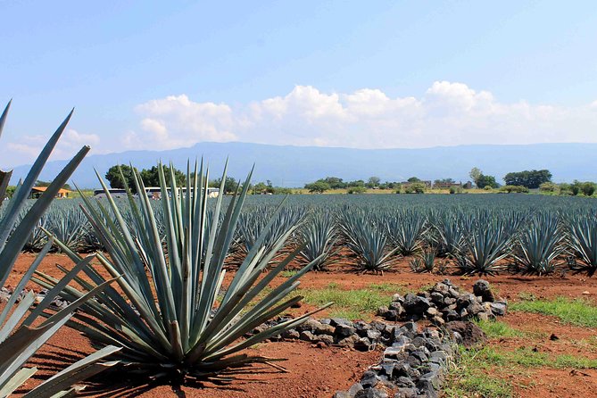 Tequila distillery experience, Jose Cuervo & Tequila Magic Town - From Guadalajara to the blue-agave fields