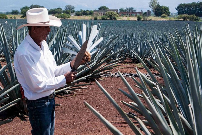 Tequila distillery experience, Jose Cuervo & Tequila Magic Town - José Cuervo: worthwhile, but only with the right option