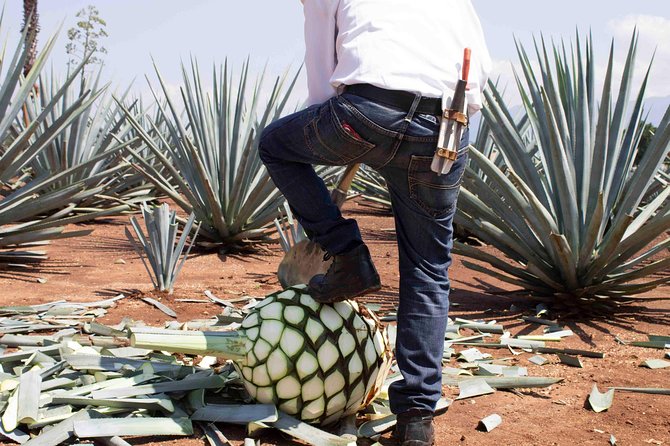 Tequila distillery experience, Jose Cuervo & Tequila Magic Town - The real schedule: allow a full day