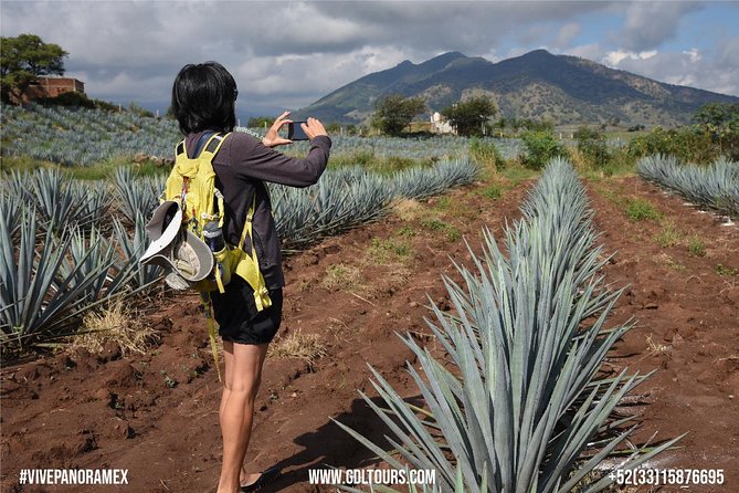 Tequila Route Experience from Guadalajara - Amatitán and the clay-jar cantaritos