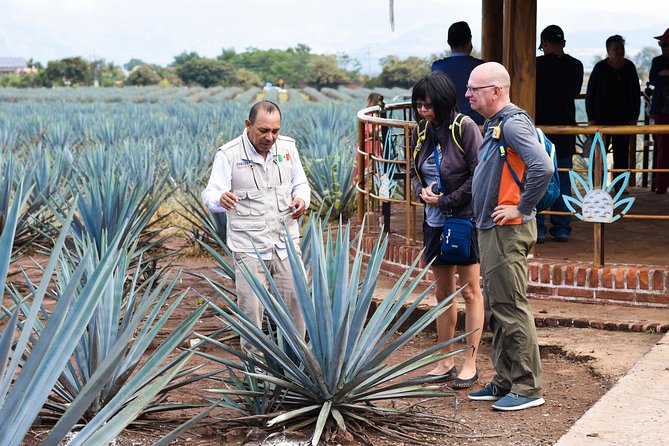 Tequila Route Experience from Guadalajara - The José Cuervo fields and the UNESCO view