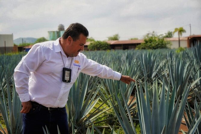 Tequila Tour - Key points to know before you book