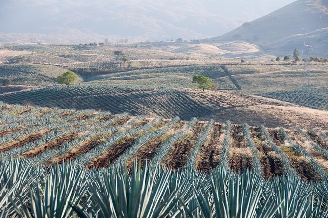 The Agave Experience Tequila Tour in Jalisco - What makes this Jalisco tequila tour worth your day