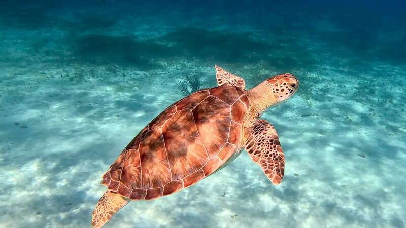 The Cozumel Turtle Sanctuary Snorkel Tour - Should you book this Cozumel snorkel tour?