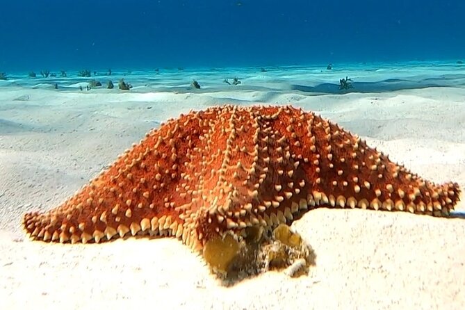 The Cozumel Turtle Sanctuary Snorkel Tour - El Cielo, the starfish sand