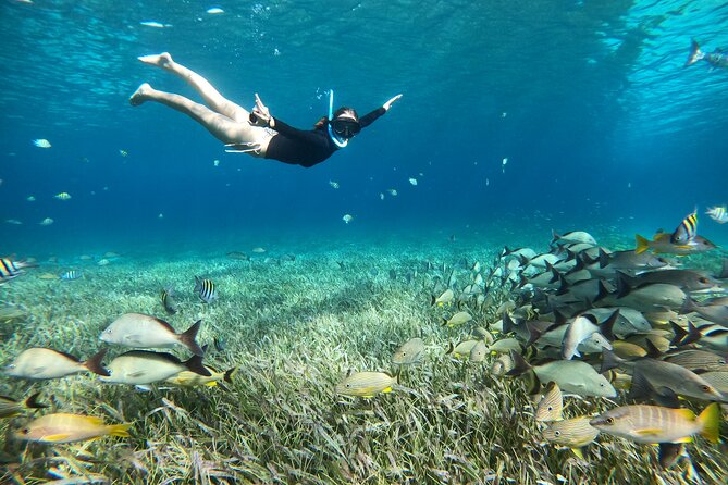 The Cozumel Turtle Sanctuary Snorkel Tour - Guides, group size, and the mood onboard