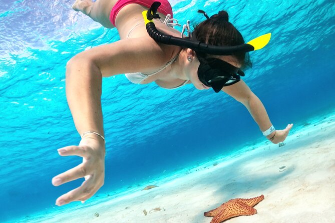 The Cozumel Turtle Sanctuary Snorkel Tour - Colombia and Palancar reefs: the main underwater show