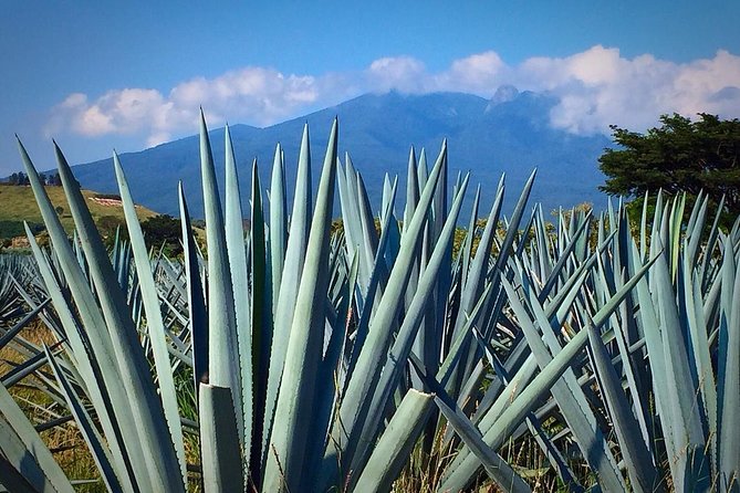 The Fire TOUR - Pyramids, Volcanoes, Agaves & Tequila - What the $89 price really covers
