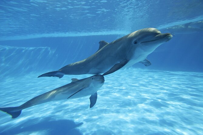 The only Natural Space Dolphin Encounter in Cabo Optional Pickup! - What Happens During the One-Hour Session