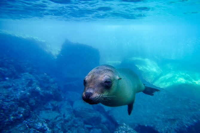 The only Natural Space Dolphin Encounter in Cabo Optional Pickup! - Is $155.37 a Fair Price?