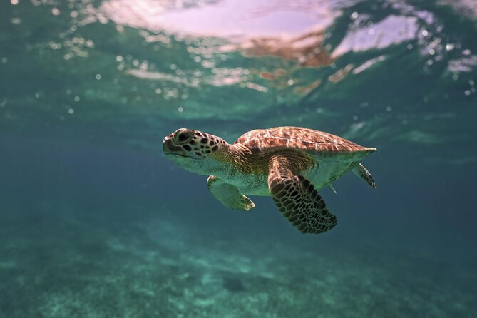 Tulum Ruins, Turtles in Akumal and Cenote tour - Why this three-stop day works