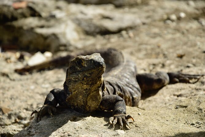 Tulum Ruins, Turtles in Akumal and Cenote tour - Yax-Muul cenote: the day’s most unusual stop