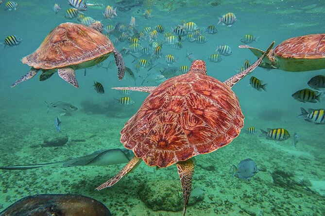 Tulum, Snorkeling with Sea Turtles, Cenote and Beachside Lunch - Why this combination works