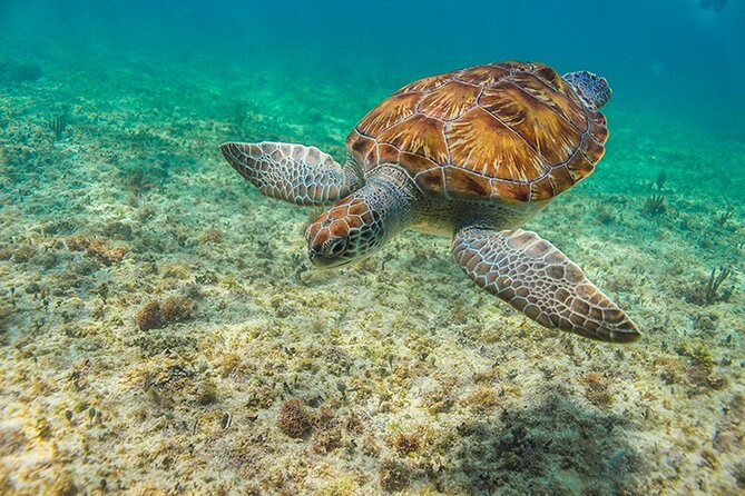Tulum, Snorkeling with Sea Turtles, Cenote and Beachside Lunch - Transportation, group size, and comfort