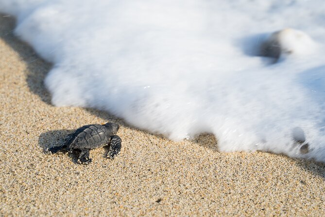 Turtle Release Escobilla Sanctuary and crocs in Ventanilla. - Five things to know before booking