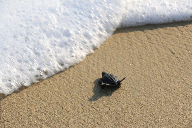 Turtle Release Escobilla Sanctuary and crocs in Ventanilla. - Who should book this Huatulco nature tour?