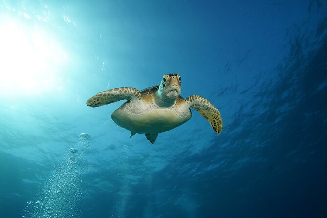 Two Reefs For Certified Divers in Cancun - Grampin, The Tunnel, and Horse Shoe Reef
