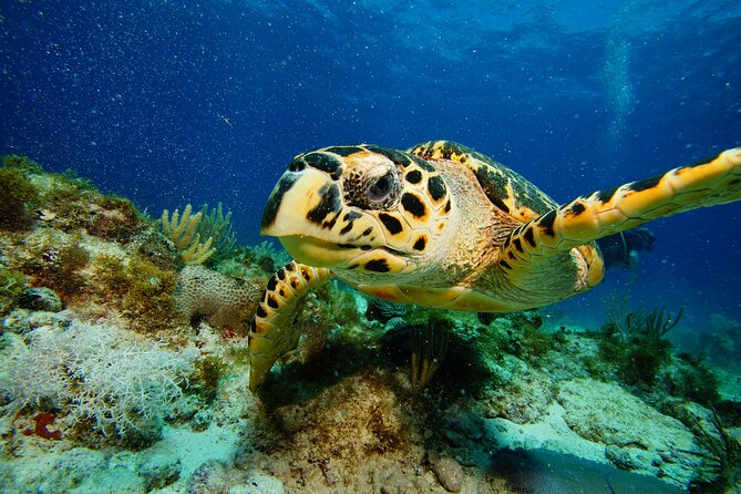 Two Reefs For Certified Divers in Cancun - The people behind the morning