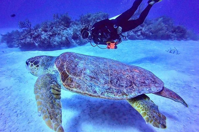 Two tanks local diving for certified divers, SCUBA gear included - The first Mahahual reef session