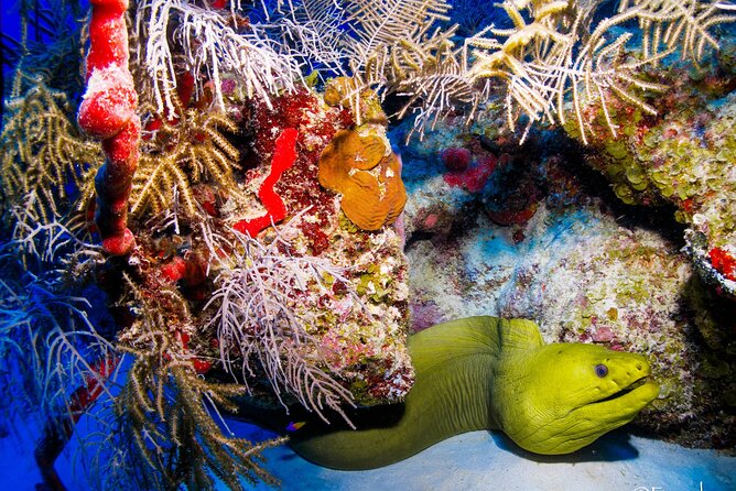 Two tanks local diving for certified divers, SCUBA gear included - Is $100 a good value?