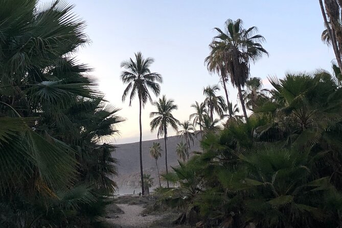 Visit Todos Santos Magic Town - Playa Las Palmas and the quietest hour