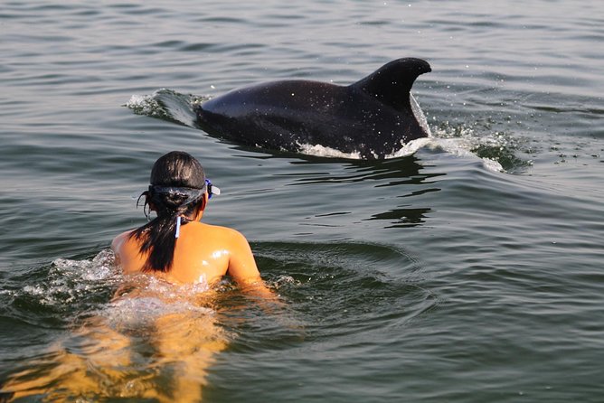 Watch and Swim with Dolphins in the Wild - Key points to know before you book
