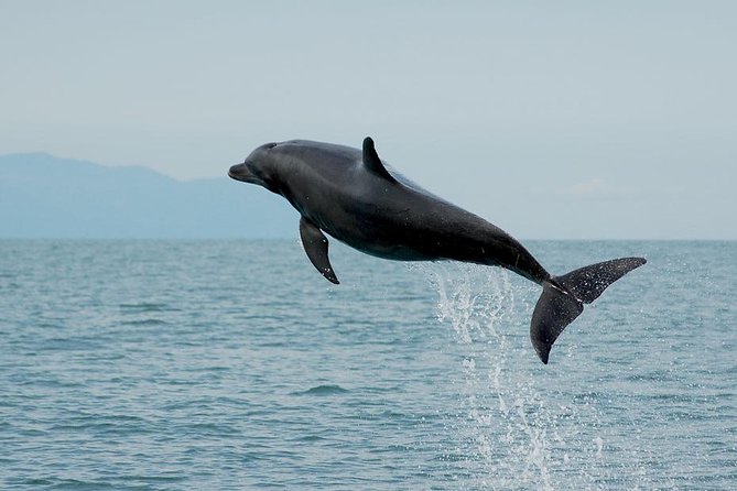 Watch and Swim with Dolphins in the Wild - Why this dolphin trip feels different