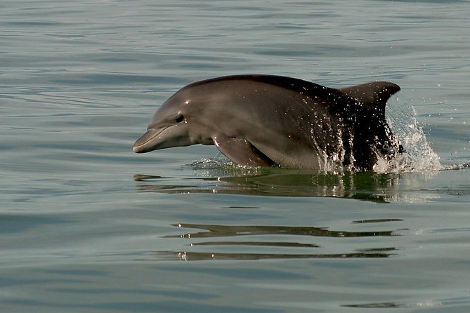 Watch and Swim with Dolphins in the Wild - Whales, turtles, rays, and the ride between sightings