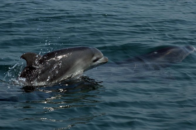 Watch and Swim with Dolphins in the Wild - The guides and the value of the science
