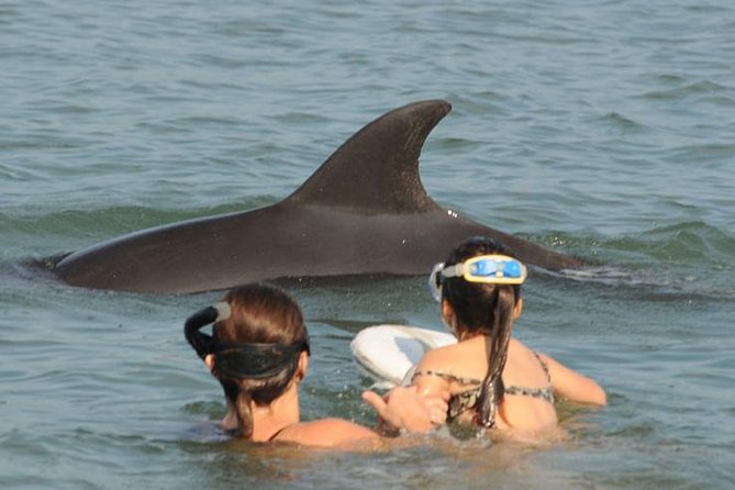 Watch and Swim with Dolphins in the Wild - Starting at Marina Vallarta at 9:00 a.m.