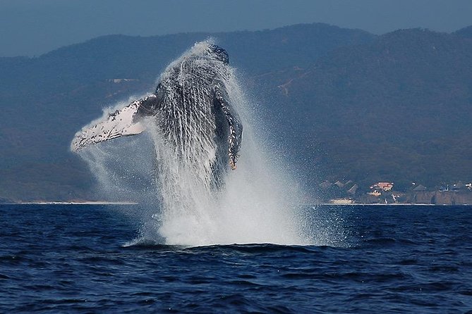 Whale and Dolphin Watching with a Biologist in Puerto Vallarta - Key details before you book