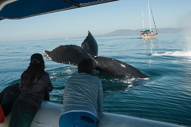 Whale and Dolphin Watching with a Biologist in Puerto Vallarta - Why this is more than a standard whale trip
