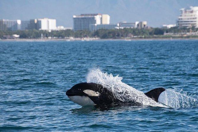 Whale and Dolphin Watching with a Biologist in Puerto Vallarta - Listening to whale songs with a hydrophone