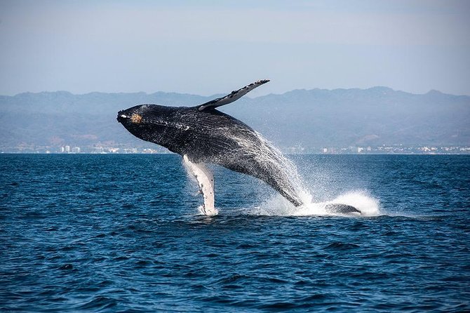 Whale and Dolphin Watching with a Biologist in Puerto Vallarta - Dolphins, turtles, mantas, and other sightings