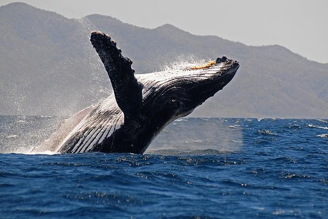 Whale and Dolphin Watching with a Biologist in Puerto Vallarta - Meeting the boat at Marina Vallarta
