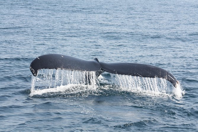 Whale Encounter Puerto Vallarta - The hydrophone changes the mood