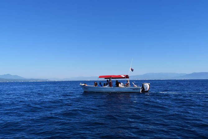 Whale Encounter Puerto Vallarta - Dolphins and other life in the bay